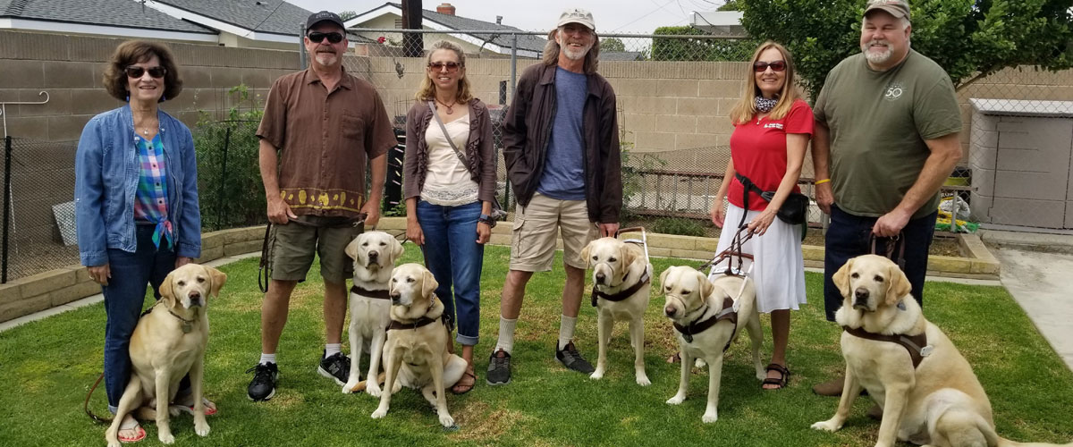 Group-photo-all-yellow-labs